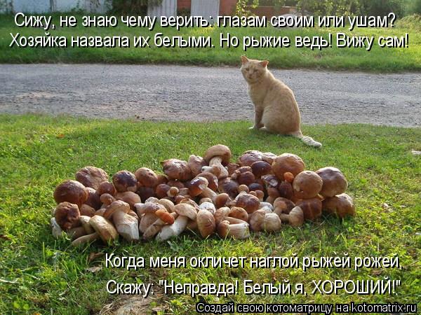 Котоматрица: Сижу, не знаю чему верить: глазам своим или ушам? Хозяйка назвала их белыми. Но рыжие ведь! Вижу сам! Когда меня окличет наглой рыжей рожей, Ск