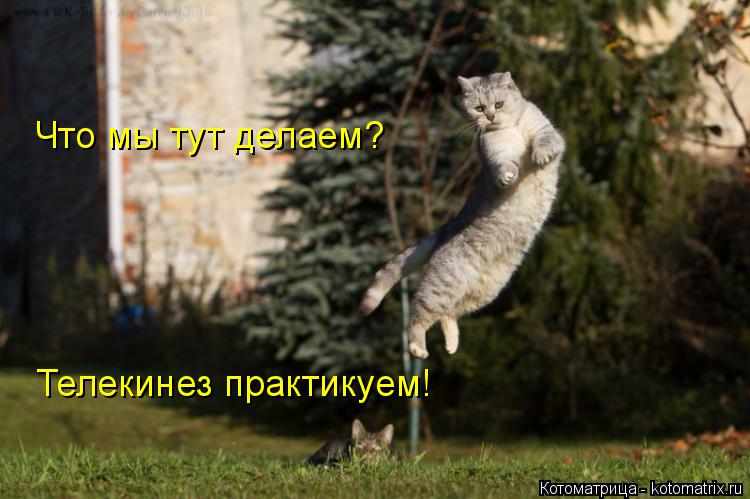 Котоматрица: Что мы тут делаем? Телекинез практикуем!