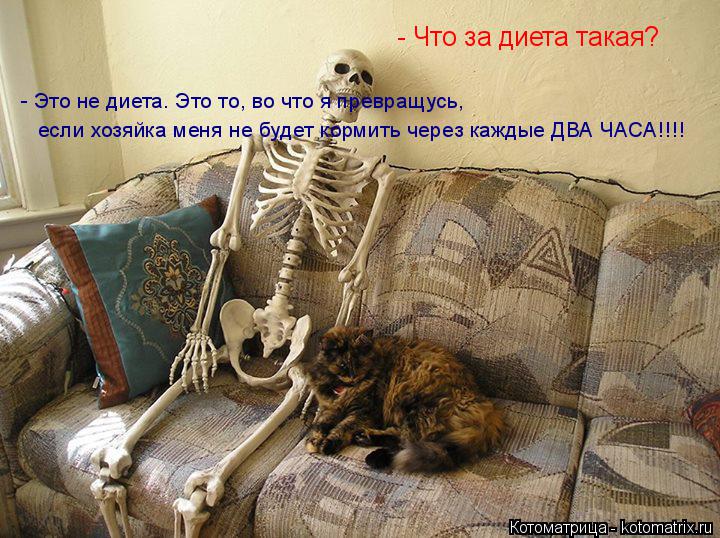- Что за диета такая? - Это не диета. Это то, во что я превращусь, если хозяйка меня не будет кормить... Котоматрица: - Что за диета такая? - Это не диета. Это то, во что я превращусь, если хозяйка меня не будет кормить через каждые ДВА ЧАСА!!!!