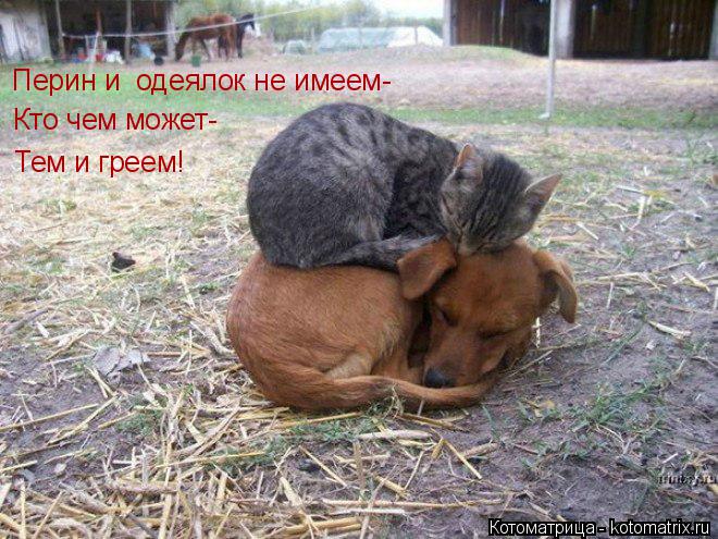 Перин и одеялок не имеем- Кто чем может- Тем и греем!... Котоматрица: Перин и одеялок не имеем- Кто чем может- Тем и греем!