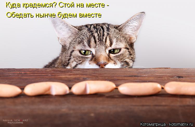 Котоматрица: Куда крадемся? Стой на месте - Обедать нынче будем вместе