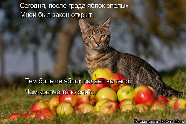Сегодня, после града яблок спелых Мной был закон открыт: Тем больше яблок падает на тело, Чем крепче ... Котоматрица: Сегодня, после града яблок спелых Мной был закон открыт: Тем больше яблок падает на тело, Чем крепче тело спит...
