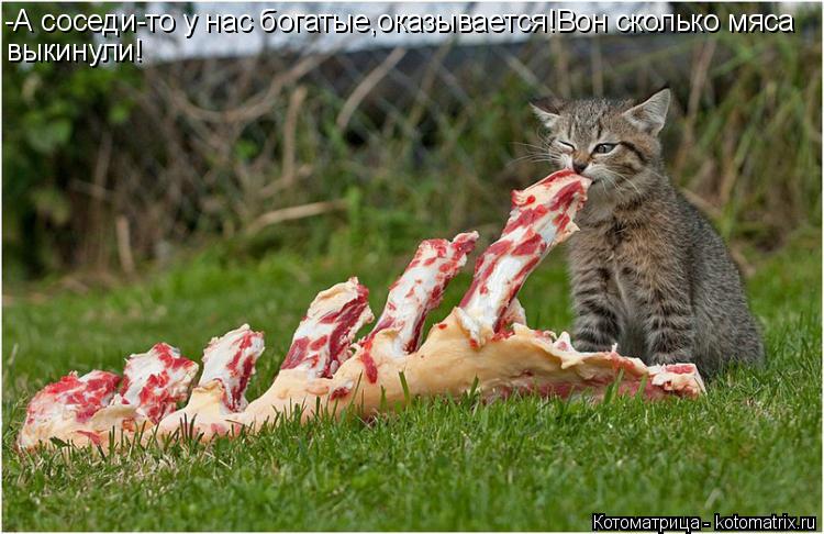 -А соседи-то у нас богатые,оказывается!Вон сколько мяса выкинули!... Котоматрица: -А соседи-то у нас богатые,оказывается!Вон сколько мяса выкинули!
