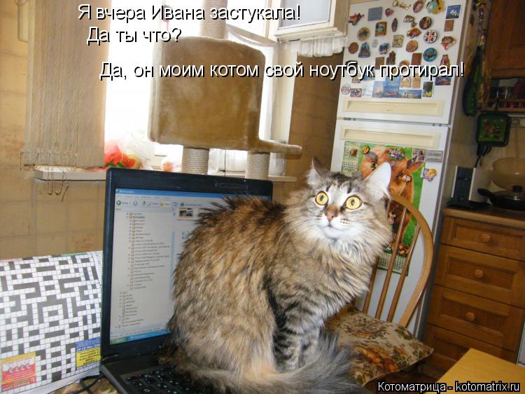 Котоматрица: Я вчера Ивана застукала! Да ты что? Да, он моим котом свой ноутбук протирал!