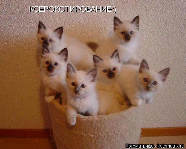 Котоматрица: КСЕРОКОТИРОВАНИЕ:)