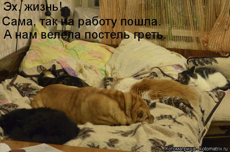 Эх, жизнь! А нам велела постель греть. Сама, так на работу пошла.... Котоматрица: Эх, жизнь! А нам велела постель греть. Сама, так на работу пошла.