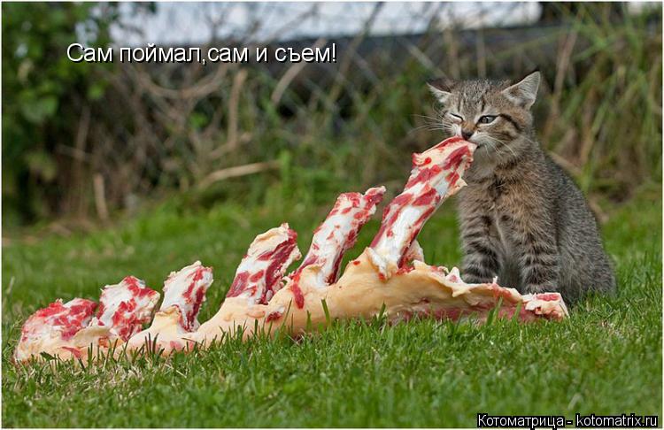 Сам поймал,сам и съем!... Котоматрица: Сам поймал,сам и съем!