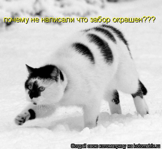 Котоматрица: почему не написали что забор окрашен???