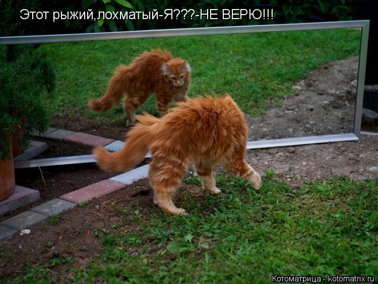 Котоматрица: Этот рыжий,лохматый-Я???-НЕ ВЕРЮ!!!