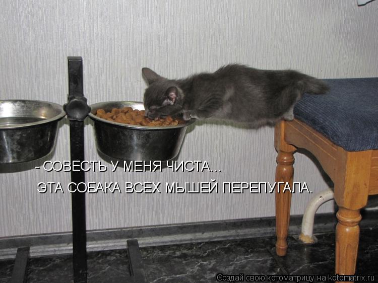 Котоматрица: - СОВЕСТЬ У МЕНЯ ЧИСТА... ЭТА СОБАКА ВСЕХ МЫШЕЙ ПЕРЕПУГАЛА.
