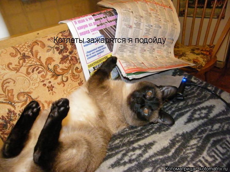Котоматрица: Котлеты зажарятся я подойду