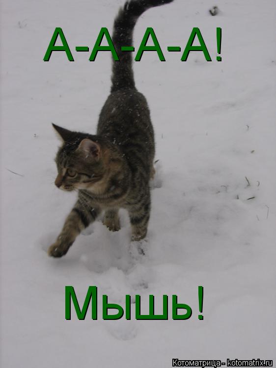 Мышь! А-А-А-А!... Котоматрица: Мышь! А-А-А-А!