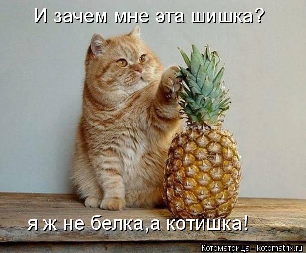 И зачем мне эта шишка? я ж не белка,а котишка!... Котоматрица: И зачем мне эта шишка? я ж не белка,а котишка!