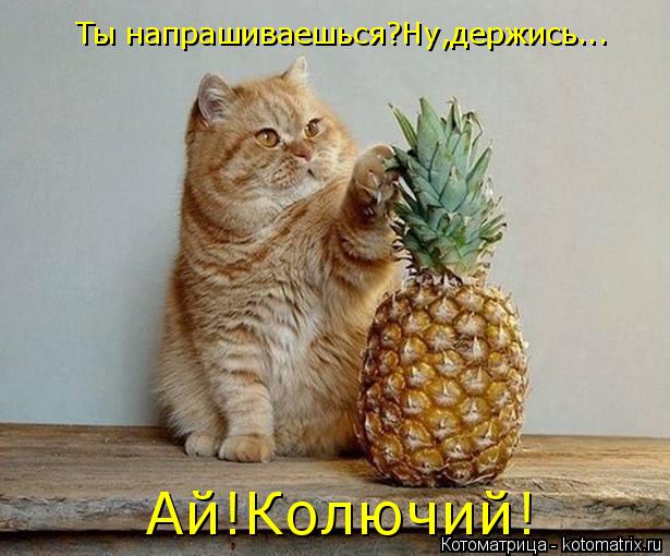 Ты напрашиваешься?Ну,держись... Ай!Колючий!... Котоматрица: Ты напрашиваешься?Ну,держись... Ай!Колючий!