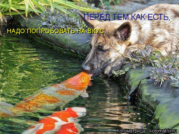 ПЕРЕД ТЕМ КАК ЕСТЬ, НАДО ПОПРОБОВАТЬ НА ВКУС... Котоматрица: ПЕРЕД ТЕМ КАК ЕСТЬ, НАДО ПОПРОБОВАТЬ НА ВКУС