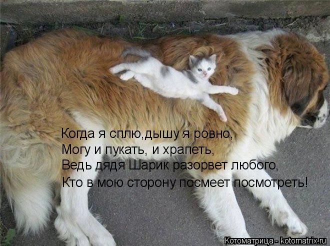 Когда я сплю,дышу я ровно, Могу и пукать, и храпеть, Ведь дядя Шарик разорвет любого, Кто в мою сторо... Котоматрица: Когда я сплю,дышу я ровно, Могу и пукать, и храпеть, Ведь дядя Шарик разорвет любого, Кто в мою сторону посмеет посмотреть!