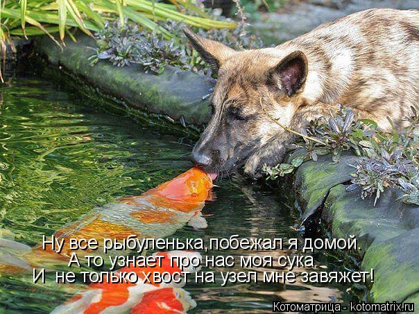 Котоматрица: Ну все рыбуленька,побежал я домой. А то узнает про нас моя сука И  не только хвост на узел мне завяжет!