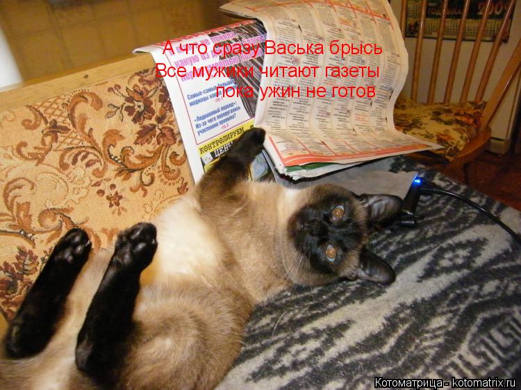 Котоматрица: А что сразу Васька брысь Все мужики читают газеты пока ужин не готов