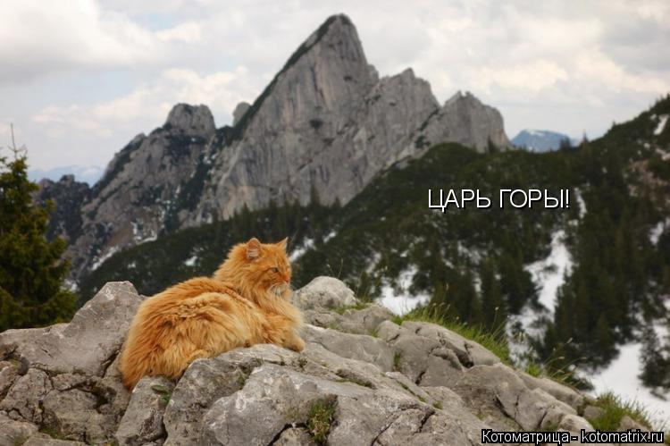 Котоматрица: ЦАРЬ ГОРЫ!