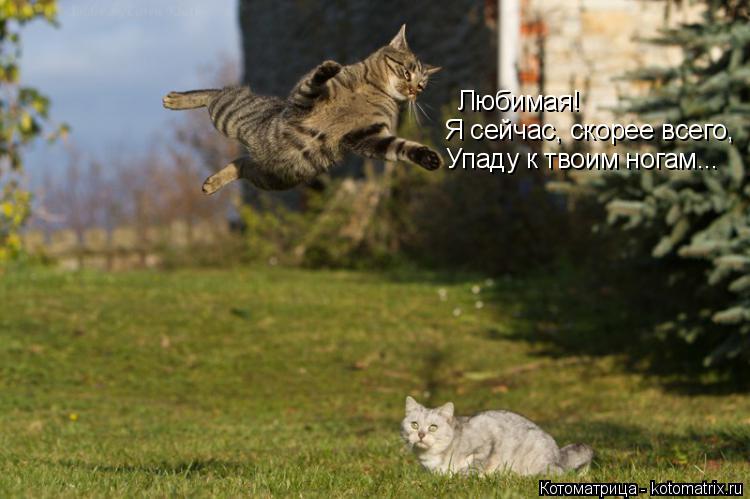 Котоматрица: Любимая!  Я сейчас, скорее всего, Упаду к твоим ногам...