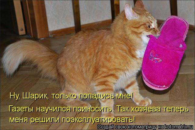 Котоматрица: Ну, Шарик, только попадись мне! Газеты научился приносить. Так хозяева теперь меня решили поэксплуатировать!