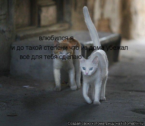 влюбился я и до такой степени что из дома убежал всё для тебя сделаю... Котоматрица: влюбился я и до такой степени что из дома убежал всё для тебя сделаю