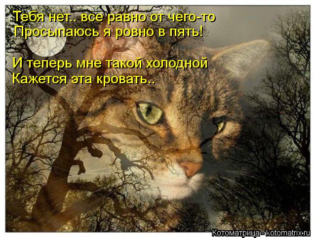 Котоматрица: Тебя нет.. все равно от чего-то Просыпаюсь я ровно в пять! И теперь мне такой холодной Кажется эта кровать..