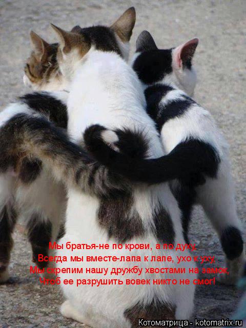 Котоматрица: Мы братья-не по крови, а по духу, Всегда мы вместе-лапа к лапе, ухо к уху, Мы скрепим нашу дружбу хвостами на замок, Чтоб ее разрушить вовек ник