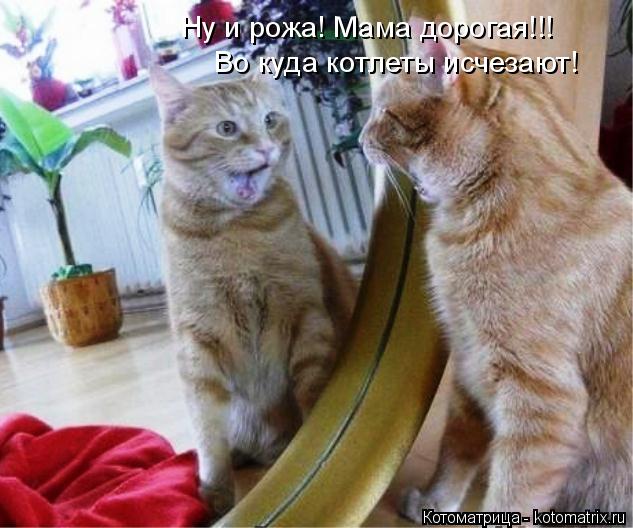 Котоматрица: Ну и рожа! Мама дорогая!!! Во куда котлеты исчезают!