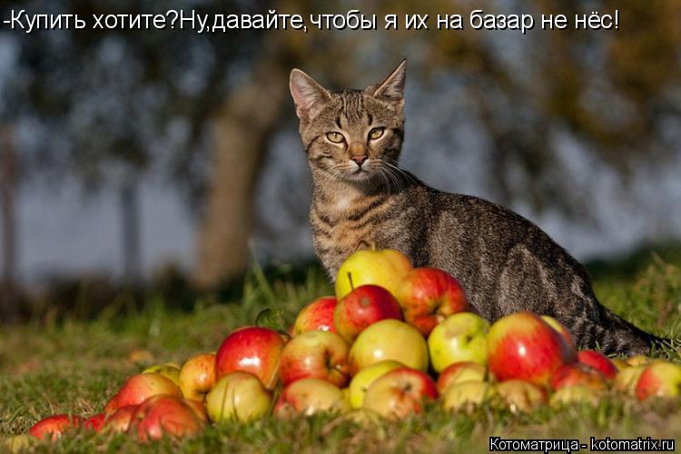 -Купить хотите?Ну,давайте,чтобы я их на базар не нёс!... Котоматрица: -Купить хотите?Ну,давайте,чтобы я их на базар не нёс!