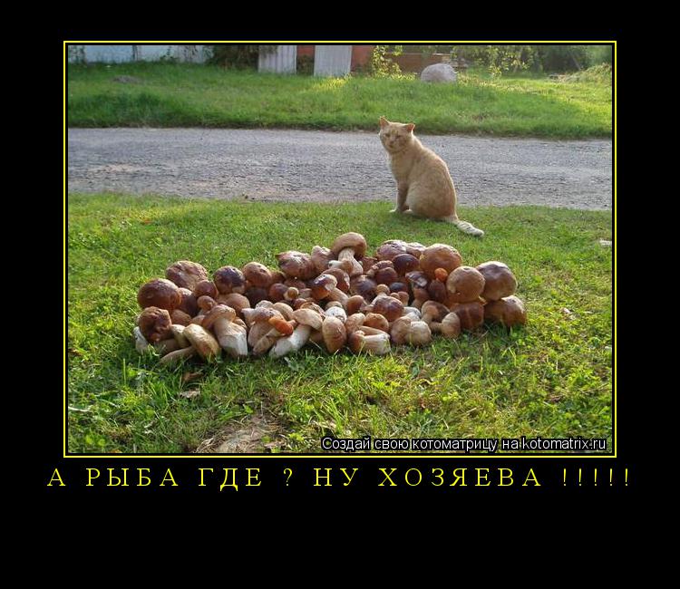 А РЫБА ГДЕ ? НУ ХОЗЯЕВА !!!!! ... Котоматрица: А РЫБА ГДЕ ? НУ ХОЗЯЕВА !!!!!