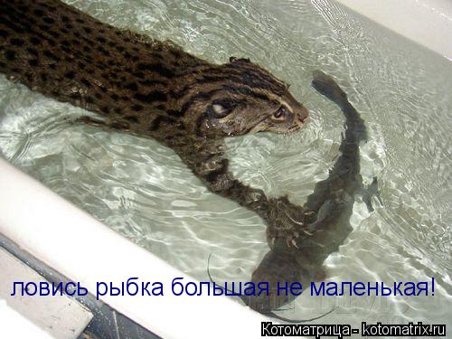Котоматрица: ловись рыбка большая не маленькая!