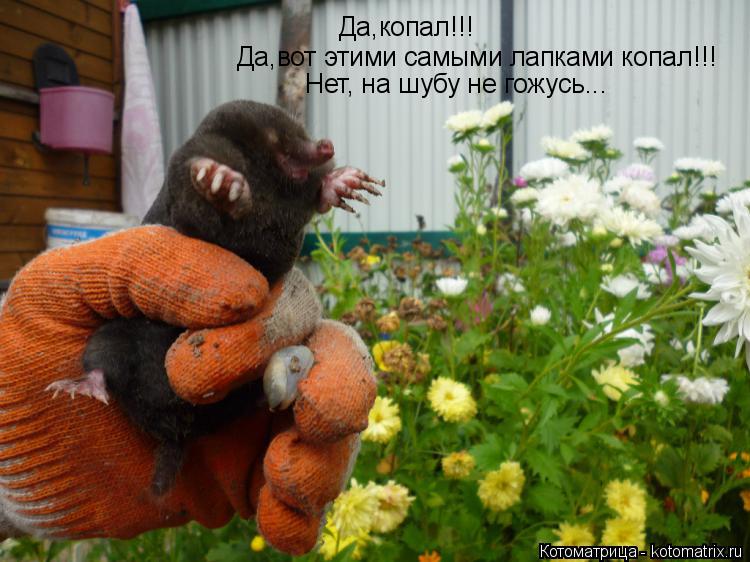Да,копал!!! Да,вот этими самыми лапками копал!!! Нет, на шубу не гожусь...... Котоматрица: Да,копал!!! Да,вот этими самыми лапками копал!!! Нет, на шубу не гожусь...