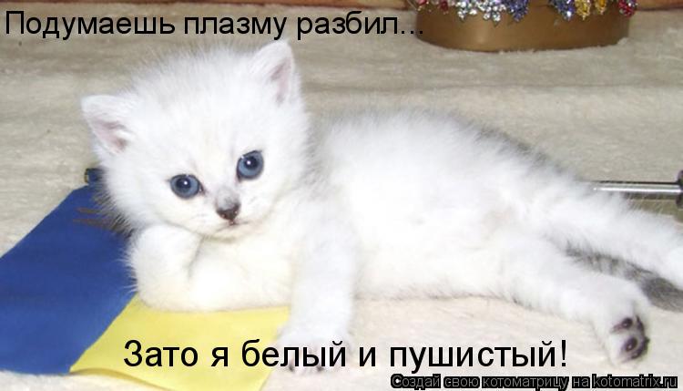 Подумаешь плазму разбил... Зато я белый и пушистый!... Котоматрица: Подумаешь плазму разбил... Зато я белый и пушистый!