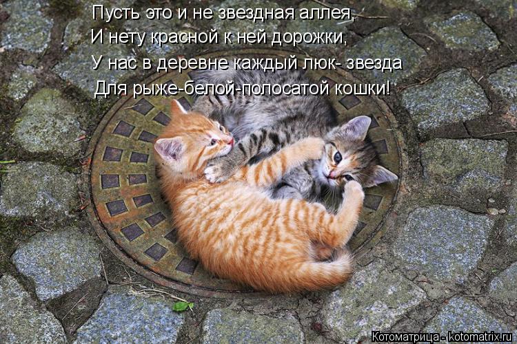 Пусть это и не звездная аллея, И нету красной к ней дорожки, У нас в деревне каждый люк- звезда Для ... Котоматрица: Пусть это и не звездная аллея, И нету красной к ней дорожки, У нас в деревне каждый люк- звезда Для рыже-белой-полосатой кошки!