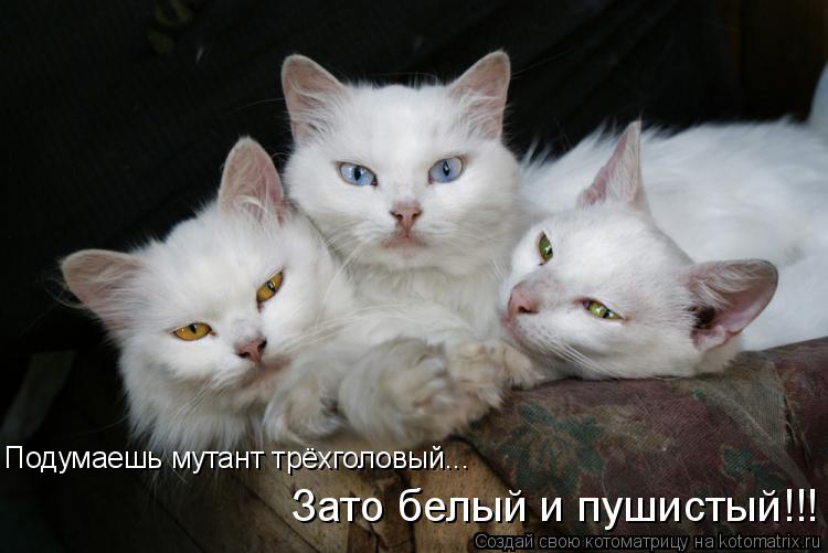 Подумаешь мутант трёхголовый... Зато белый и пушистый!!!... Котоматрица: Подумаешь мутант трёхголовый... Зато белый и пушистый!!!