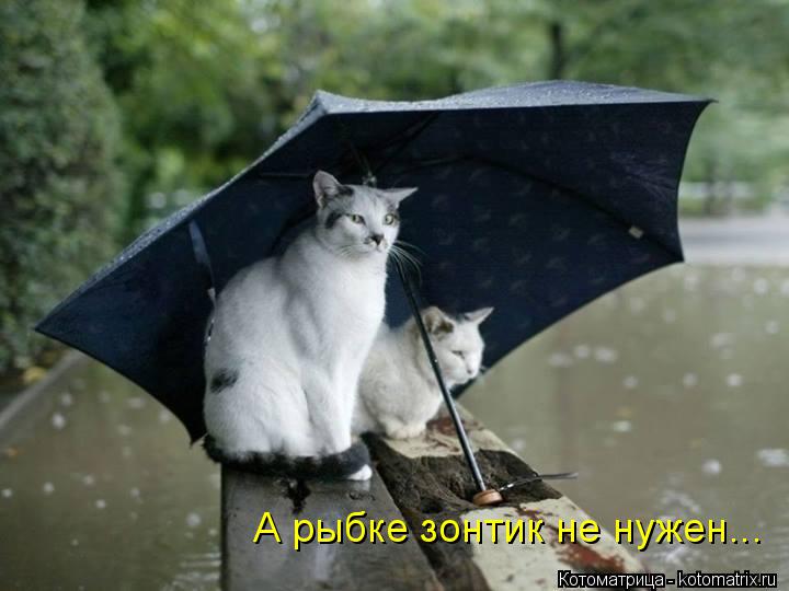 А рыбке зонтик не нужен...... Котоматрица: А рыбке зонтик не нужен...