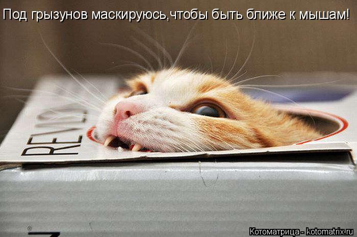 Под грызунов маскируюсь,чтобы быть ближе к мышам!... Котоматрица: Под грызунов маскируюсь,чтобы быть ближе к мышам!