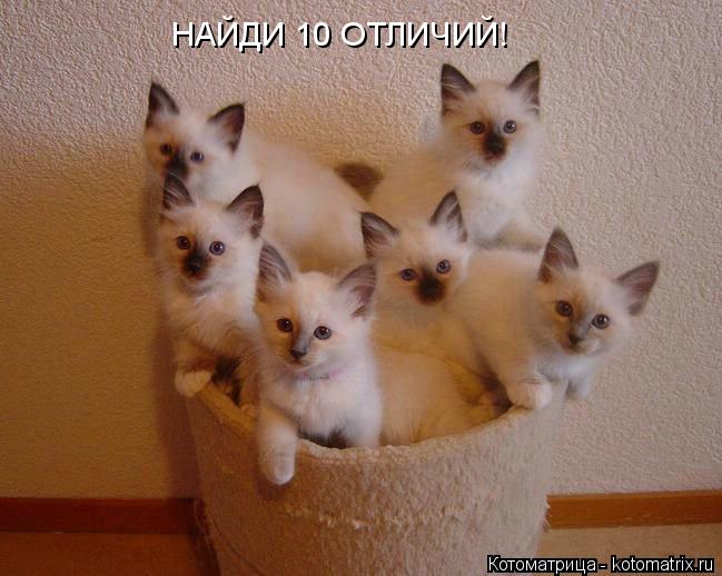 НАЙДИ 10 ОТЛИЧИЙ!... Котоматрица: НАЙДИ 10 ОТЛИЧИЙ!