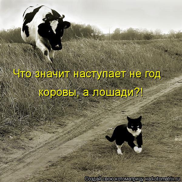 Что значит наступает не год коровы, а лошади?!... Котоматрица: Что значит наступает не год коровы, а лошади?!