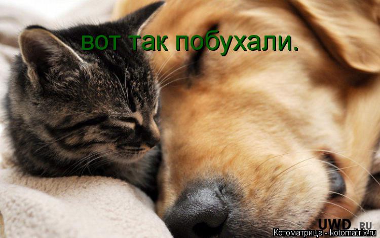 вот так побухали.... Котоматрица: вот так побухали.