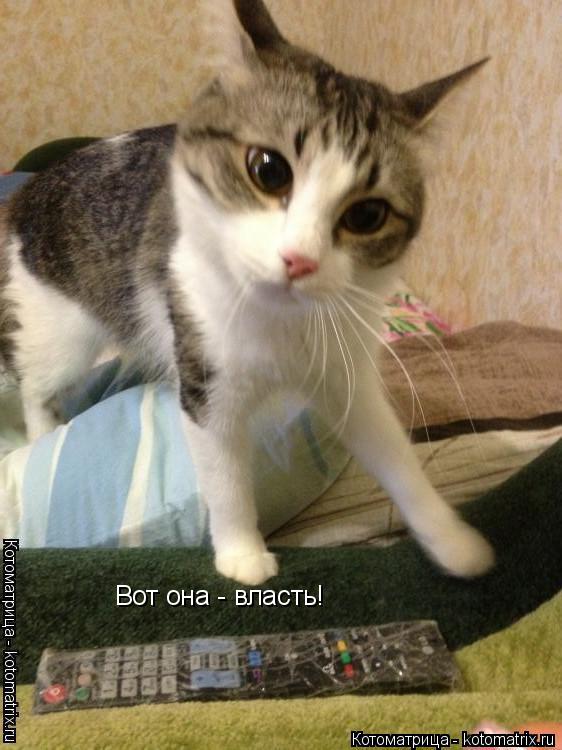 Вот она - власть!... Котоматрица: Вот она - власть!
