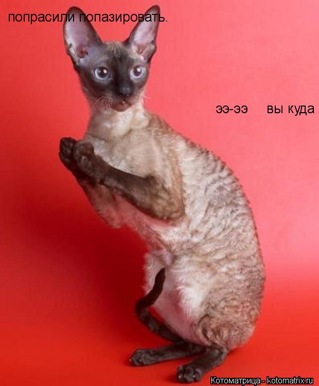 попрасили попазировать. ээ-ээ вы куда... Котоматрица: попрасили попазировать. ээ-ээ вы куда