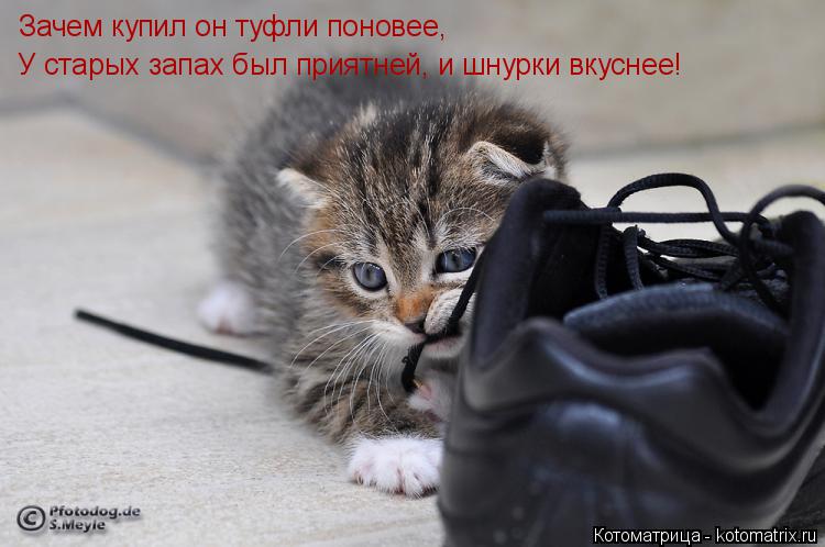 Зачем купил он туфли поновее, У старых запах был приятней, и шнурки вкуснее!... Котоматрица: Зачем купил он туфли поновее, У старых запах был приятней, и шнурки вкуснее!