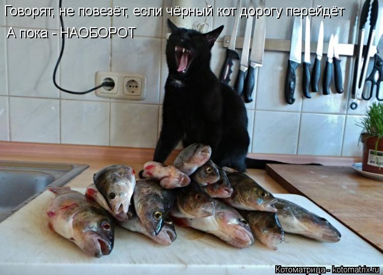 Говорят, не повезёт, если чёрный кот дорогу перейдёт А пока - НАОБОРОТ... Котоматрица: Говорят, не повезёт, если чёрный кот дорогу перейдёт А пока - НАОБОРОТ