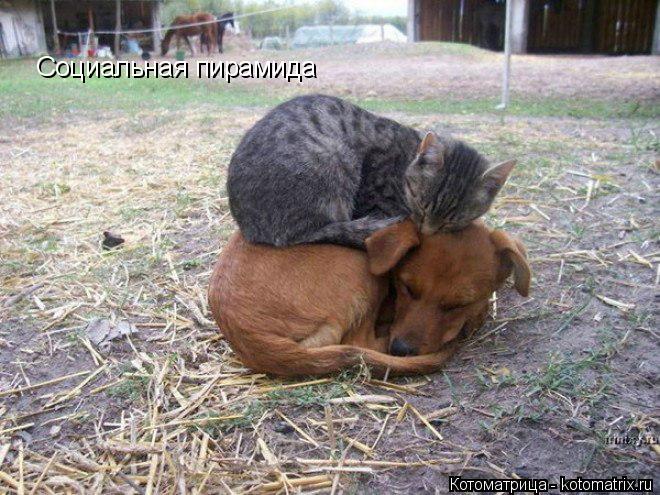 Социальная пирамида... Котоматрица: Социальная пирамида