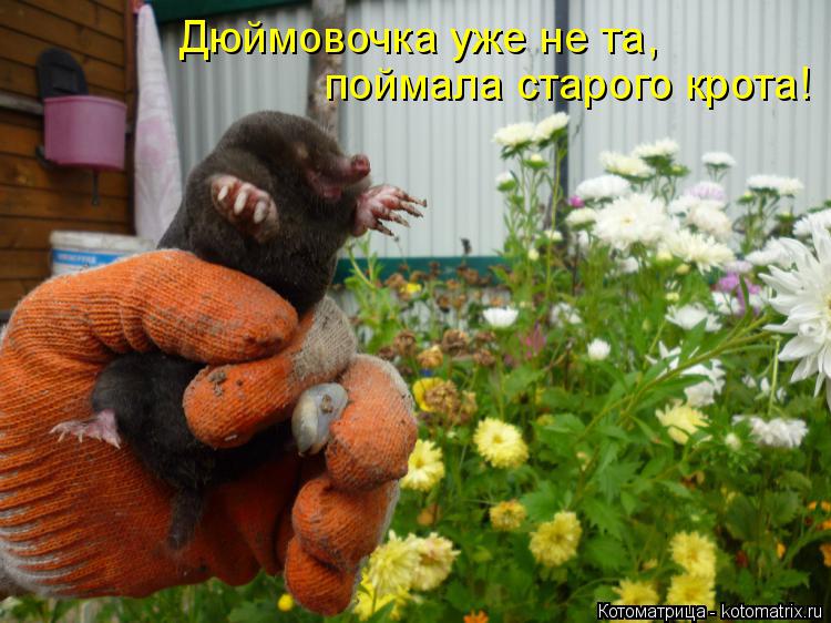 Дюймовочка уже не та, поймала старого крота!... Котоматрица: Дюймовочка уже не та, поймала старого крота!