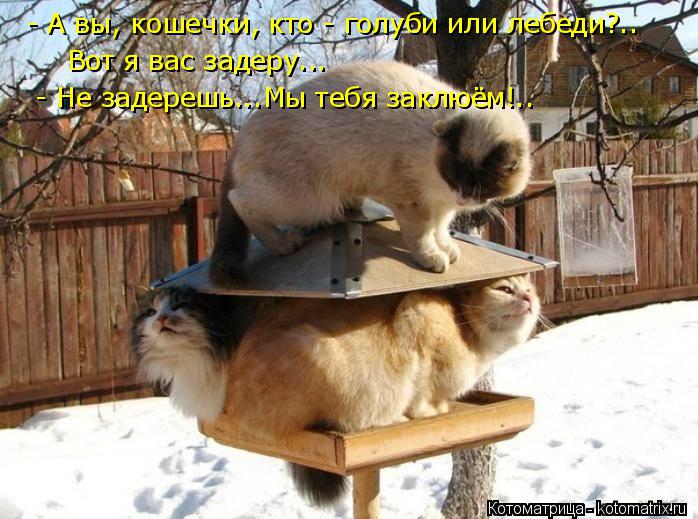 - А вы, кошечки, кто - голуби или лебеди?.. Вот я вас задеру... - Не задерешь...Мы тебя заклюём!..... Котоматрица: - А вы, кошечки, кто - голуби или лебеди?.. Вот я вас задеру... - Не задерешь...Мы тебя заклюём!..