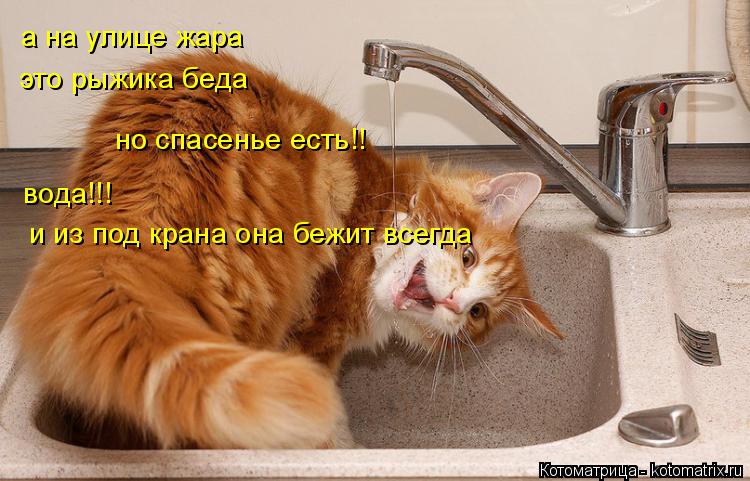 а на улице жара это рыжика беда но спасенье есть!! вода!!! и из под крана она бежит всегда... Котоматрица: а на улице жара это рыжика беда но спасенье есть!! вода!!! и из под крана она бежит всегда