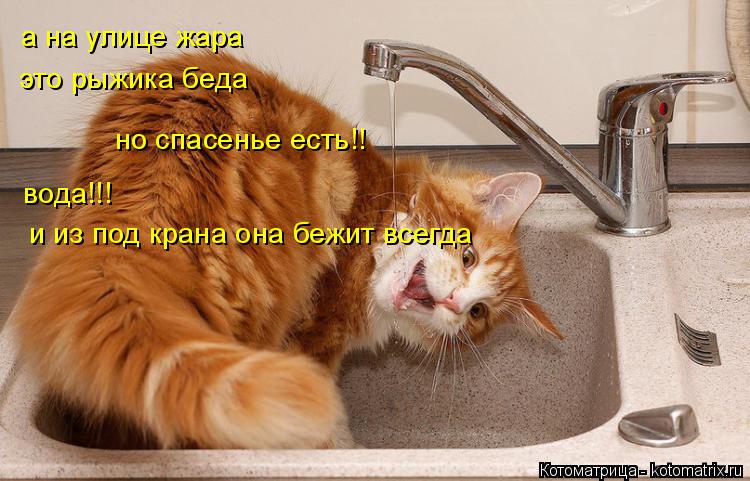 Котоматрица: а на улице жара  это рыжика беда но спасенье есть!!  вода!!!  и из под крана она бежит всегда